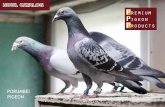 for racing pigeons - naturalgranen.ro · Ulei din seminţe de cânepă // Hemp oil Ulei de somon // Salmon oil Uleiul de somon pentru porumbei este un supliment alimentar esenţial,