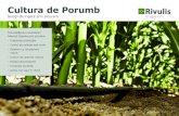 Cultura de Porumb Rivulis - ipso.ro¯ii-de-irigare-prin-picurare-Cultura-de-porumb.pdf · Irrigation Cultura de Porumb Rivulis Soluţii de irigare prin picurare Îmbunătăţirea