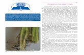 FUZARIOZA LEGUMELOR 80 - cdn4.libris.ro de legume TIPO-3.pdf · altoirea culturilor de legume cu portaltoi foarte rezistenți la Fusarium oxysporum. În acest moment există portaltoi