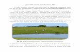 Rezervațiile naturale și siturile Natura 2000 În cadrul ... · Dintre amfibieni sunt mai importante speciile: tritonul dunărean (Triturus dobrogicus), buhaiul de baltă cu burta
