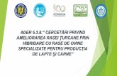 HIBRIDARE CU RASE DE OVINE - madr.ro · Obiectivul general Obiectivul general al temei este crearea a doua noi linii hibride la ovine, specializate pentru productiile de lapte si
