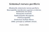 Sistemul nervos periferic - neurologie.usmf.md · Sindromul canalului carpian • Incidenţa pe parcursul vieţii - 10%. • Compresiunea n. median nerve sub retinaculum flexor la