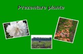 Prezentare plante - pepiniera.eu · Mahonia aquifolium • Inaltime: 1-2 m in toate directiile • Plantare: primavara sau toamna, avand grija sa fie bine udata in primii doi ani