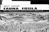 .. M'IHAI CIOBANU FAUNA· FOSILA - museunacional.ufrj.br 1977... · 40 FAUNA FOSI'LA DIN OL!IGOCENUL DE LA PDA'l\RA NEAMŢ Maximul de lăţime în partea peristomului (7 -14 mm) ~i