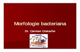 Morfologie bacteriana - Seria II | Materiale Facultate · – hidrolizează polimeri organici: proteine, ... NAG-NAM legaturi ß-1,4 glicanul similar cu chitina. Peptidoglicanul-