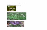 Flora indicatoare, imagini - silvanews.ro · Flora indicatoare din pădurile României. Imagini Molidişuri Oxalis acetostella – Măcrişul iepurelui Dentaria bulbifera – olţişor