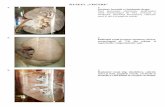 MUZEUL „VISCERE” - anatomiaomului.usmf.md · deschizătura laringelui și raporturile lobilor tiroidei cu partea cervicală a esofagului. 74. 138. Cavitatea faringelui (peretele