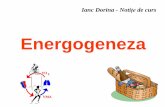 Energogeneza - fefsoradea.ro · nivelul creierului, inimii şi testiculelor. - determinămuşchii săpreia apa din ţesuturile înconjurătoare, având ca efect, imediat şi pentru