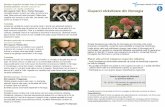 Amanita muscaria var. Ciuperci otrăvitoare din Norvegia · ciupercă se găseşte pretutindeni în Norvegia. Toxicitate Buretele portocaliu de mesteacăn este comestibil, cu condiţia