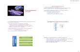 Originea gonosomilor - bimogeum.ucoz.com · Cariotipul uman şi formula cromozomială 46,XX 46,XY 47,XXY 45,X 47,XY,+21 45,XY,-21 46,XX,5p- 13.02.2011 3 ând putem presupune o anomalie