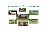 Ferma de capre - agro.afacereamea.roagro.afacereamea.ro/wp-content/uploads/capre/Ferma-de-capre.pdf · coarne. Prolificitatea este de 1-3 iezi pe fătare iar productivitatea este