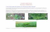 PAGINA SPECIALĂ - mmediu.ro prezentare si... · 3 mai bine de un sezon de vegetație până să germineze, ceea ce explică, de ce în unii ani planta se înmulțește extrem de