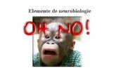 Elemente de neurobiologie - Psygnificant · Neurotransmitatorii • 5 criterii – Prezenti la terminal – Eliberati cand neuronul descarca – Pusi pe un organ tinta (cu receptori),