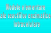 Celulele au forme foarte variatepurice/research_projects/BIOMAT/Prez-Szedlacsek.pdf · piruvat, printr-o secventa de reactii catalizate enzimatic In cazul particular al glicolizei