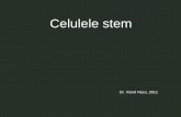 Celulele stem - Tipurile de... · PDF file2. Clonarea terapeutică (transferul nuclear al celulelor somatice) • O altă metodă de obţinere a celulelor stem pluripotente poate
