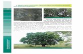 4. MNBas Stejar pedunculat (Quercus robur), la marginea ... file4. MNBas Stejar pedunculat (Quercus robur), la marginea drumului auto Nisporeni–Boldure Arborele este dispus solitar,