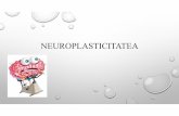 NEUROPLASTICITATEA. Neuroplasticitatea - Dr... · Prin proiectare vizuala pacientii trebuiau sa -si pozitioneze membrele intr-o pozitie anumita . 4 din 7 au reusit. Concluzie : acestipacientisi-au