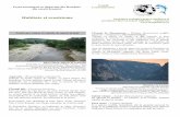 Habitate și ecosisteme Societatea ecologică pentru ... · Marea Neagră, deltă, Dunăre și alte râuri sau în ape stătătoare cu adâncimi mai mari de 15 metri. Roșioara termală