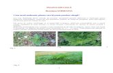 Primăria Comunei Dănești - Când trebuie să fie … · Web viewCând buruiana este răspândită pe suprafeţe mai mari se pot aplica erbicide, după caz, începând de primăvara
