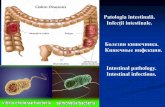 Patologia intestinală. Infecții intestinale. Болезни …...Carcinom mucinos de colon (celule cu inel în pecete). (Coloraţie H-E). Indicaţii: 1. Mucoasa intactă. 2. Aglomerări