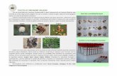 COLECȚIA DE ORGANISME · PDF file 2017-05-30 · urma activității insectelor, urmate de galele produse de acarieni, bacterii, ciuperci și plante hemiparazite. Galele și în unele