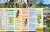 Bazinul Ciucului de Jos - Plante Cottus gobio alCSíki-medeNCe … · 2013-09-23 · Specii de interes comunitar Plante Saxifraga hirculus – ochii şoricelului Plantă perenă cu