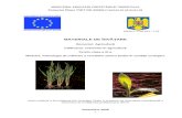 tvet.rotvet.ro/Anexe/4.Anexe/Aux_Phare/Aux_2005/Agricultura... · Web viewModulul „Tehnologia de cultivare a cerealelor pentru boabe în condiţii ecologice” este integrat în