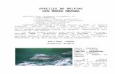 SPECIILE DE DELFINIold.lefo.ro/iwlearn/vali/word/Speciile de delfini ver 2.doc · Web viewEste cunoscut faptul ca marea este receptorul tuturor deseurilor solide care sunt evacuate