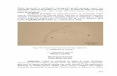 Partea terminal ă ţ ă sporangi ovoizi sau ă ţ şi terapie ...marcelparvu.ro/fitopatologie/pdf/floarea_soarelui.pdf · specii de Nicotiana. ... cu un mucegai alb, dens, cu aspect