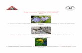  · Web view1.Ce floare avem in imagine? A) crinișor de stâncă (Lloydia serotina) B) Crucea voinicului (Hepatica transsilvanica) C) bulbuc de munte (Trollius europaeus) 2. Ce floare