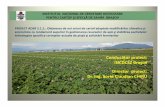 Conducător proiect: INCDCSZBraşov Director proiect: Dr ... · PROIECT ADER 2.1.1.: Obţinerea de noi soiuri de cartof adaptate modificărilor climatice şi economice cu randament