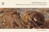 Ghid ilustrat pentru identificarea speciilor de raci din ...crayfish.ro/anexe/Ghid_ilustrat_raci.pdf · Metoda cu capcane este aplicabilă la o varietate mai largă de habitate, anotimpuri