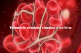 Tulburările circulației sanguine și limfatice · 2019-09-13 · Infarct miocardic acut One-day-old infarct coagulative necrosis wavy fibers Up to 3 days duration Neutrophilic infiltrate