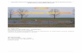 Obiectivul: Realizare central ă electric ă fotovoltaic ă împrejmuire, …apmtm-old.anpm.ro/files/ARPM TIMISOARA/Reglementari... · 2013-01-07 · Arie naturala protejata- zona