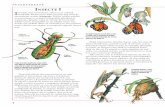 1-21 Animale modcdn4.libris.ro/userdocspdf/436/Animalele.pdf · 2014-05-21 · Alte insecte, cum ar fi fl uturii și albinele, ies din ou sub forma unei larve (numită omidă în