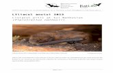 Liliacul anului 2015 Liliacul pitic al lui Nathusius (Pipistrellus … · 2015-03-06 · Title: Liliacul Anului 2015 - Comunicat de presa APLR-BatLife Europe Romania Author: APLR