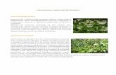Lista plantelor medicinale din România - SilvaNewssilvanews.ro/wp-content/uploads/2018/06/lista-plante-medicinale_bun.pdf · Lista plantelor medicinale din România Anason (Pimpinella