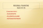 REGNUL PLANTAE CLS A V-A · 2020-03-18 · CLASIFICARE •PLANTE AVASCULARE (lipsite de vase conducătoare. Reprezentanți=briofitele (mușchii).Corpul lor = TAL (plantele = talofite)