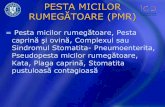 Peste des Petits Ruminants - buzau.dsvsa.ro · - limfonoduri - în special limfonoduri mezenterice şi bronhiale, - pulmon, - splină, - mucoasa intestinală. Diagnostic Ambalarea