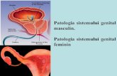 Patologia sistemului genital masculin. Patologia ... · Tema: Patologia sistemului genital masculin. Patologia sistemului genital feminine. I. Microprepatate : №227. Adenocarcinom