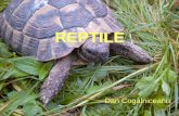 REPTILE - Ecoportal.roecoportal.ro/dan_cogalniceanu/file_download/4/reptile.pdfSarpe de dimensiuni mari, aspect masiv, masculii in general de 85 de cm cu un maxim de 110 cm iar femelele