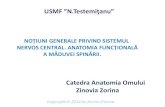 Catedra Anatomia Omului Zinovia Zorina · 2019-03-04 · 1.Sistem piramidal: 1a tractul corticospinal lateral; 1b tractul corticospinal anterior. 2.Sistem extrapiramidal: 2a tractul