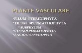 FILUM PTERIDIPHYTA *FILUM SPERMATHOPHYTAliceal.lniarad.ro/pics/pdfprof/02-06-2020_Biologie...Plantele din această încrengătură sunt cunoscute și sub numele de gimnosperme, iar