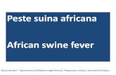 Peste suina africana African swine fever · PESTE SUINA AFRICANA - eziologia • Replica su colture primarie di leucociti di suino, previo adattamento anche su PK15, BHK-21, VERO