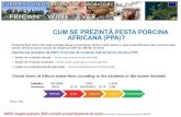 CUM SE PREZINTĂ PESTA PORCINA AFRICANA (PPA)? · AFRICANA (PPA)? Prezentul flyer oferă informații esențiale despre prezentarea clinică a bolii, pentru a ajuta la identificarea