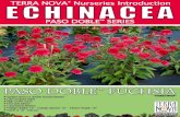Echinacea PASO DOBLE™ Fuchsia - Terra Nova Nurseries, Inc.€¦ · PASO DOBI.E- FUCHSIA NOVfl NURSERIES, INc. 800-215-9450 Upright stems of double fuchsia flowers Low compact habit