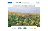 SPECII DE PLANTE INDICATOARE PENTRU PAJIŞTILE CU … · România se remarcă prin suprafeţe extinse cu pajişti bogate în specii de plante, multe dintre ele foarte valoro - ase