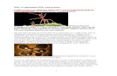 apar-romania.ro · Web view2020/09/21  · Stiri 21 septembrie 2020, a patra parte. Izolăm grupul sau eliminăm bolnavul? Cum procedează furnicile în cazul epidemiilor. 20.09.2020