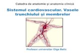 Catedra de anatomie și anatomie clinică · Sistemul vascular • Sângele din ventriculele cordului este pompat în sistemul arterial şi prin artere este transportat în vasele