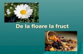 De la floare la fruct · 2020. 2. 15. · Exemple de fructe false:mar,para,gutui,zmeura,capsune,fragi Omul cultivă multe plante pentru fructele lor bogate în vitamine . El le selecţionează